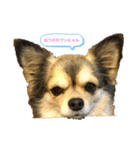 バンとよし。（個別スタンプ：7）