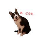 ハチワレこむぎさん（個別スタンプ：1）