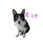 ハチワレこむぎさん（個別スタンプ：3）