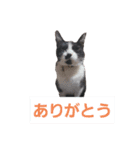 ハチワレこむぎさん（個別スタンプ：8）