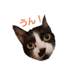 ハチワレこむぎさん（個別スタンプ：12）