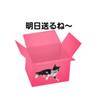 ハチワレこむぎさん（個別スタンプ：15）
