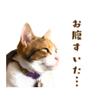 看板猫のすあまさん（個別スタンプ：2）
