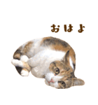 看板猫のすあまさん（個別スタンプ：5）