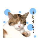 看板猫のすあまさん（個別スタンプ：8）