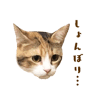 看板猫のすあまさん（個別スタンプ：10）
