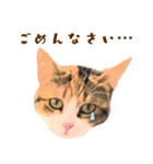 看板猫のすあまさん（個別スタンプ：12）
