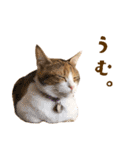 看板猫のすあまさん（個別スタンプ：21）