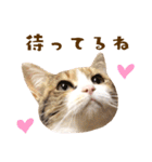 看板猫のすあまさん（個別スタンプ：26）