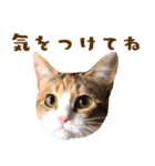 看板猫のすあまさん（個別スタンプ：27）