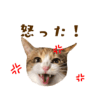 看板猫のすあまさん（個別スタンプ：29）