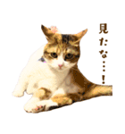 看板猫のすあまさん（個別スタンプ：31）