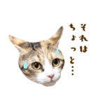 看板猫のすあまさん（個別スタンプ：34）