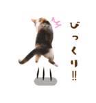 看板猫のすあまさん（個別スタンプ：36）