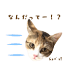 看板猫のすあまさん（個別スタンプ：37）