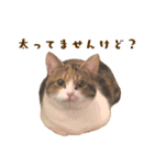 看板猫のすあまさん（個別スタンプ：38）