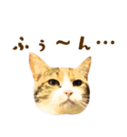 看板猫のすあまさん（個別スタンプ：39）