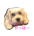 ぱぴぱぴぶんぶん（個別スタンプ：1）