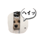 ぱぴぱぴぶんぶん（個別スタンプ：12）