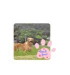 ももの気持ちのおすそ分け（個別スタンプ：17）