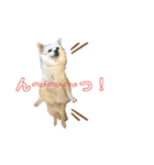 おじチワらむたん（個別スタンプ：1）