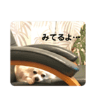 おじチワらむたん（個別スタンプ：3）