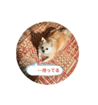 おじチワらむたん（個別スタンプ：9）