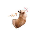 おじチワらむたん（個別スタンプ：11）