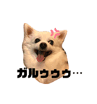 おじチワらむたん（個別スタンプ：12）