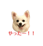おじチワらむたん（個別スタンプ：15）