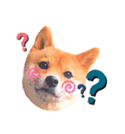 豆柴なつおちゃん1（個別スタンプ：3）