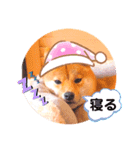 豆柴なつおちゃん1（個別スタンプ：5）