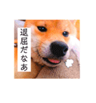 豆柴なつおちゃん1（個別スタンプ：10）