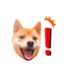 豆柴なつおちゃん1（個別スタンプ：11）