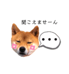 豆柴なつおちゃん1（個別スタンプ：12）