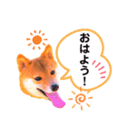 豆柴なつおちゃん1（個別スタンプ：16）