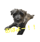 おーくん★ばんくん（個別スタンプ：1）