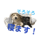 おーくん★ばんくん（個別スタンプ：8）