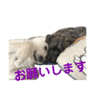 おーくん★ばんくん（個別スタンプ：9）