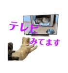 おーくん★ばんくん（個別スタンプ：18）