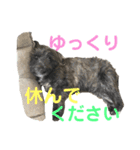 おーくん★ばんくん（個別スタンプ：20）