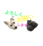 おーくん★ばんくん（個別スタンプ：24）