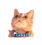 TAMAの言葉（個別スタンプ：3）