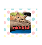 TAMAの言葉（個別スタンプ：4）