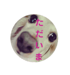 ふくこむぎかんたれでぃじぞうつきねわらび（個別スタンプ：1）