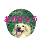 ふくこむぎかんたれでぃじぞうつきねわらび（個別スタンプ：3）