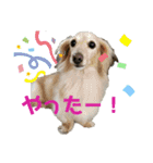 ふくこむぎかんたれでぃじぞうつきねわらび（個別スタンプ：4）