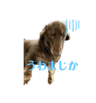 ふくこむぎかんたれでぃじぞうつきねわらび（個別スタンプ：6）