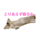 ふくこむぎかんたれでぃじぞうつきねわらび（個別スタンプ：7）