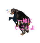 ふくこむぎかんたれでぃじぞうつきねわらび（個別スタンプ：9）